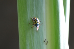 Calligrapha polyspila