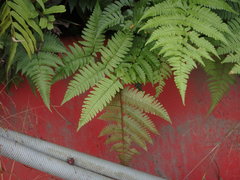 Dryopteris kinkiensis