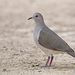 White-tipped Dove - Photo (c) Christoph Moning, some rights reserved (CC BY), uploaded by Christoph Moning