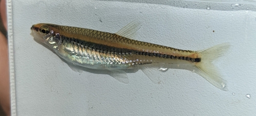 Burrhead shiner (Notropis asperifrons) — Cyprinidae — 3