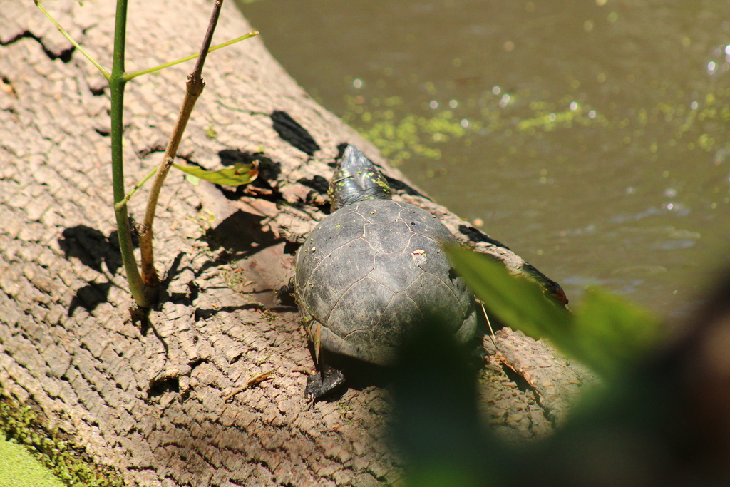 Mexican Mud Turtle from C. El Chaco 3200, Providencia, 44630 ...