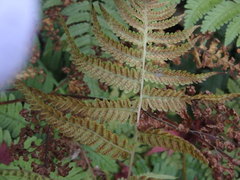 Coryphopteris japonica