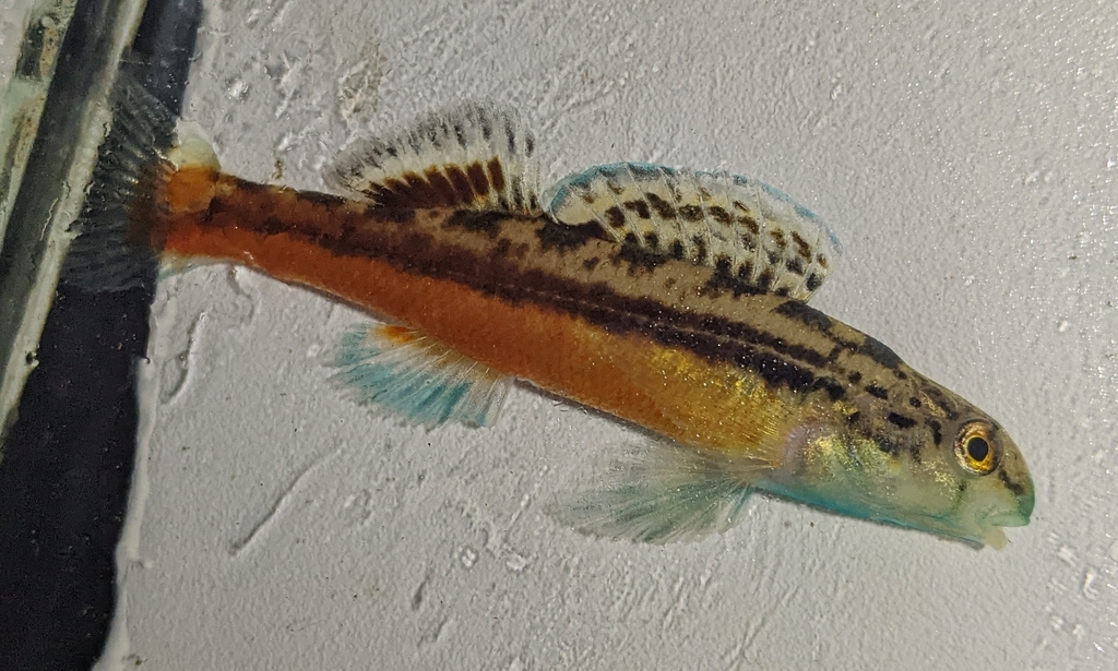 Blueface Darter
