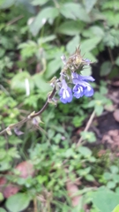 Salvia prunelloides
