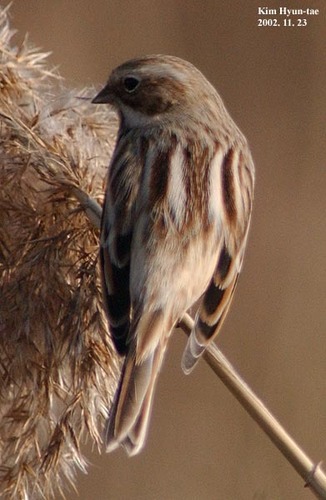 Pallas's Reed Bunting (Emberiza pallasi), photo 2