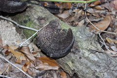 Hexagonia hydnoides