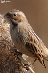 Emberiza pallasi