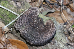 Hexagonia hydnoides