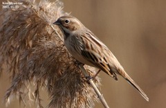 Emberiza pallasi