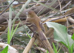 Myiophobus fasciatus