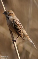 Emberiza pallasi