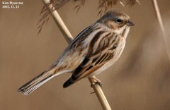 Emberiza pallasi