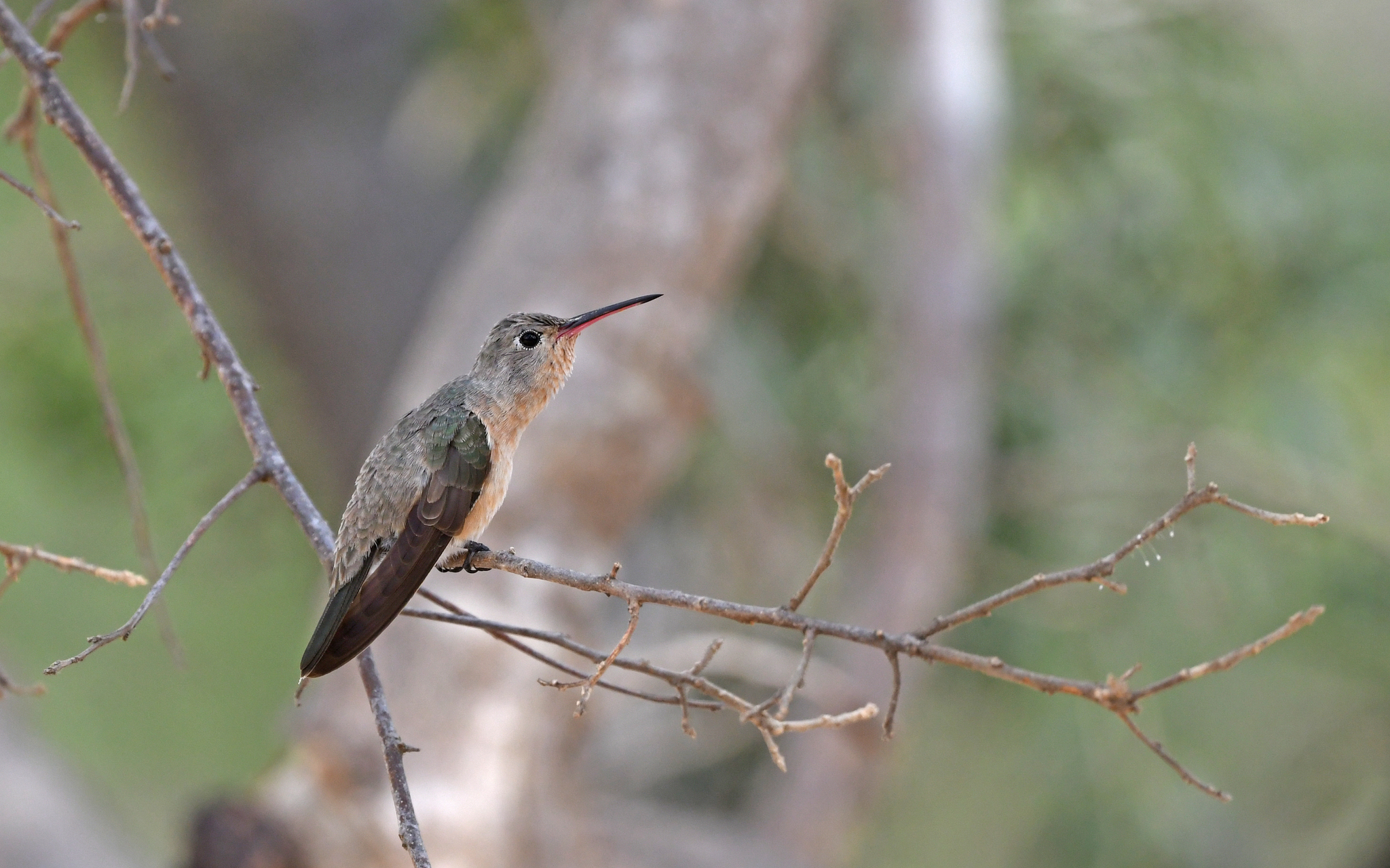 Buffy Hummingbird (Leucippus fallax), photo 1