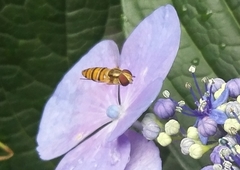 Episyrphus balteatus