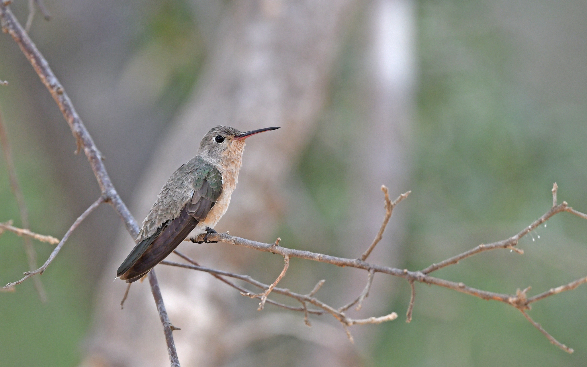 Buffy Hummingbird (Leucippus fallax), photo 2