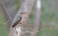 Buffy Hummingbird photo 5