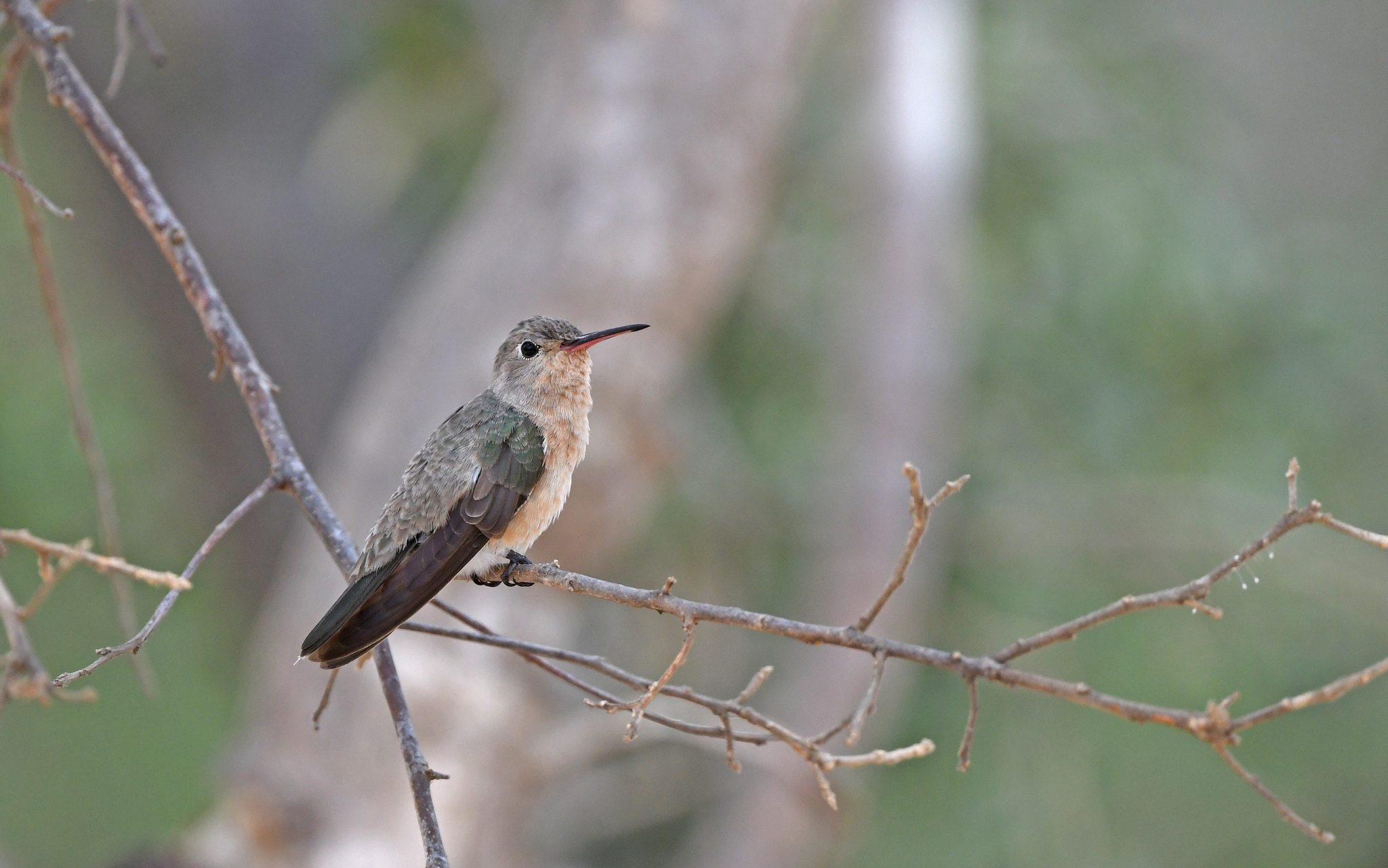 Buffy Hummingbird (Leucippus fallax), photo 3