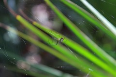 Leucauge argyrobapta