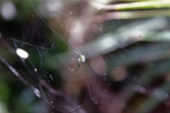 Leucauge argyrobapta