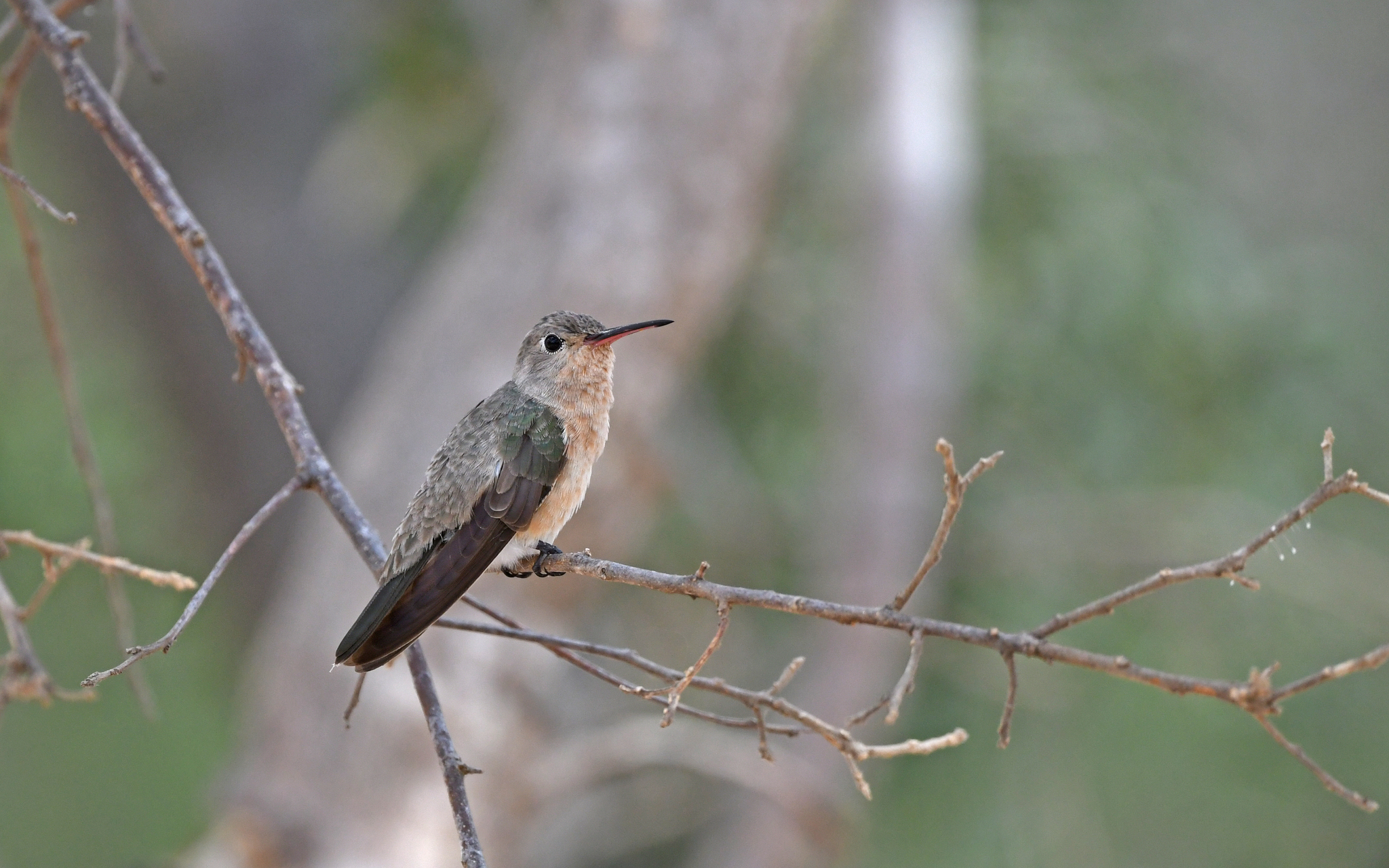 Buffy Hummingbird (Leucippus fallax), photo 4