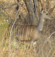 Tragelaphus imberbis