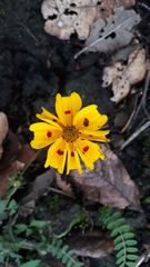 Bidens ocellata