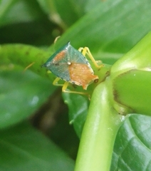 Acanthosoma denticaudum