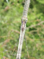 Argosarchus horridus