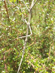 Argosarchus horridus