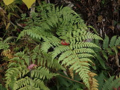 Arachniodes miqueliana