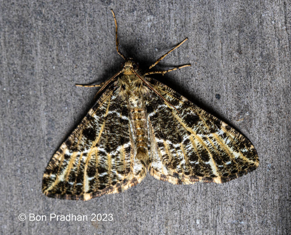 Arichanna albolineata