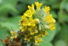 Buddleja stachyoides