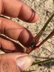 Cenchrus longispinus