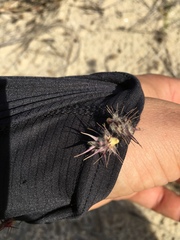 Cenchrus longispinus