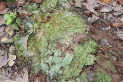 Octoblepharum albidum