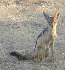 Lupulella mesomelas schmidti