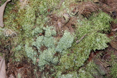 Octoblepharum albidum