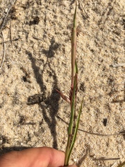 Cenchrus longispinus