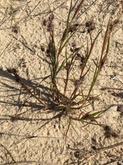 Cenchrus longispinus