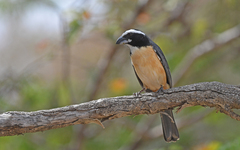 Orinoco Saltator photo 2