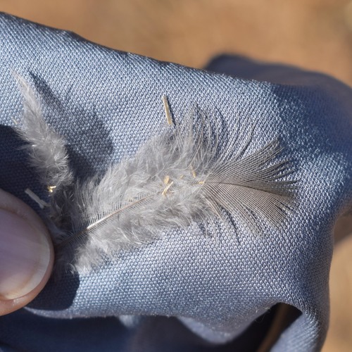 Plume de Colin de Californie