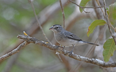 Grey Pileated Finch photo 2