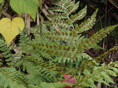 Arachniodes miqueliana