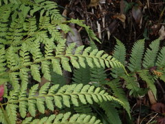 Arachniodes miqueliana