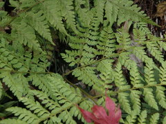 Arachniodes miqueliana