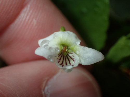 Image of Viola incognita by (c) John Baur, some rights reserved (CC BY)