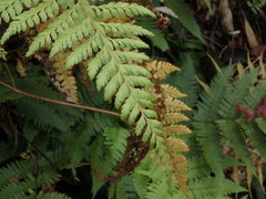 Arachniodes miqueliana