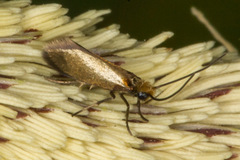 Micropterix calthella