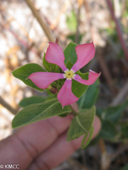 Catharanthus trichophyllus image