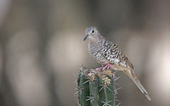Scaled Dove photo 2